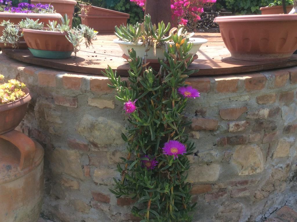 Podere Girasoli Piombino Bagian luar foto