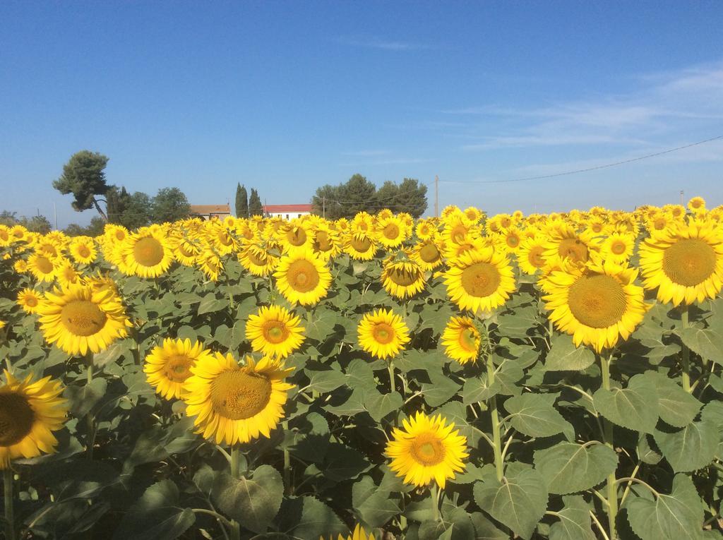 Podere Girasoli Guest House Piombino Bagian luar foto